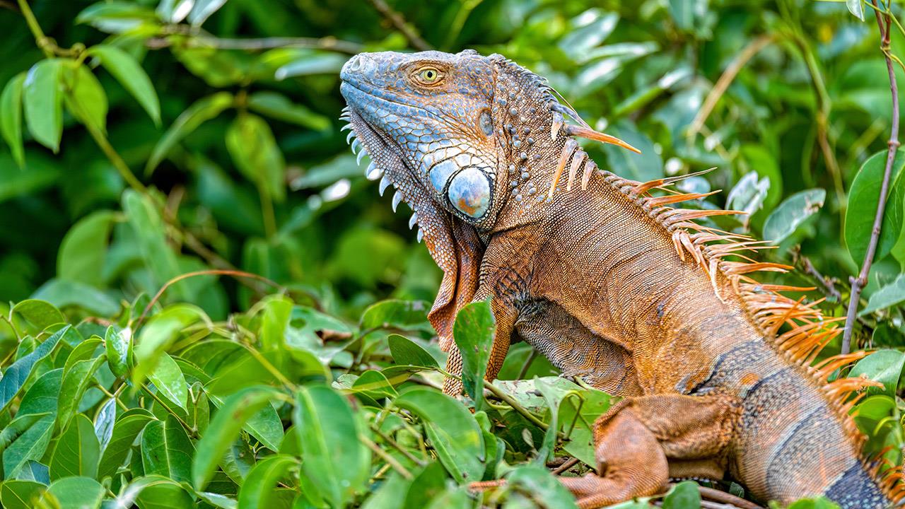 Πάτρα: Ιγκουάνα «έκοβε»… βόλτες στην πλατεία Αγίας Λαύρας (φώτο)