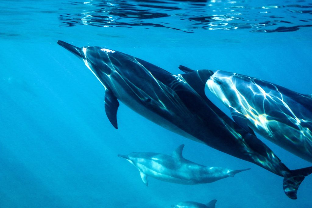 Δύο νεκρά δελφίνια εντοπίστηκαν στα ανοιχτά Χίου και Σάμου (φωτο)