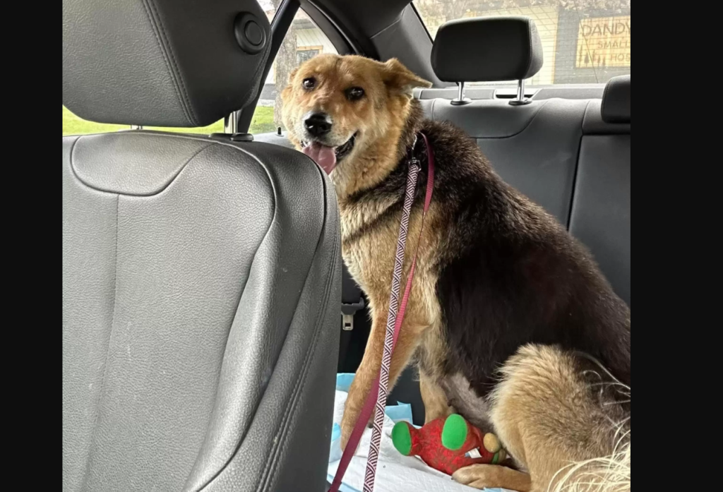 Σκυλάκι έχασε τον ιδιοκτήτη του και κυκλοφορούσε στον δρόμο με το αγαπημένο του παιχνίδι (φωτό)