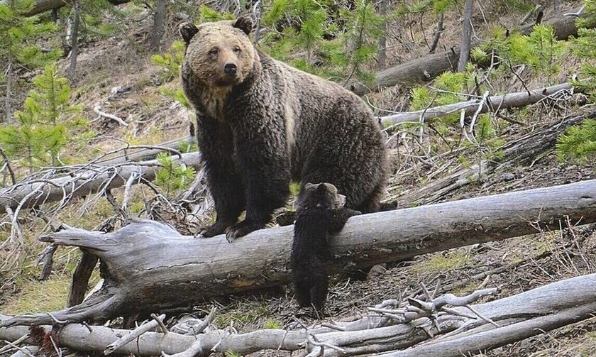 Κοζάνη: Αστυνομικό όχημα παρέσυρε και σκότωσε αρκούδα