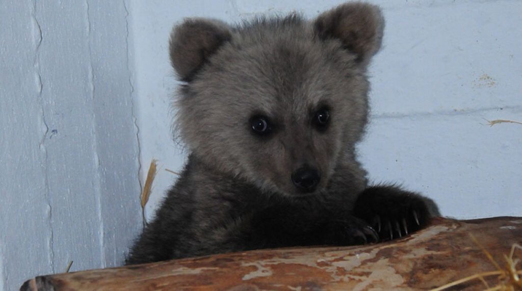 Φλώρινα: Ο «Αρκτούρος» άφησε ξανά ελεύθερο τον αρκούδο «Θωμά» (βίντεο)