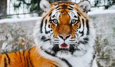 ΗΠΑ: Η στιγμή που γεννιούνται δύο τίγρεις της Σουμάτρας – Είδος που απειλείται με εξαφάνιση (φωτο-βίντεο)