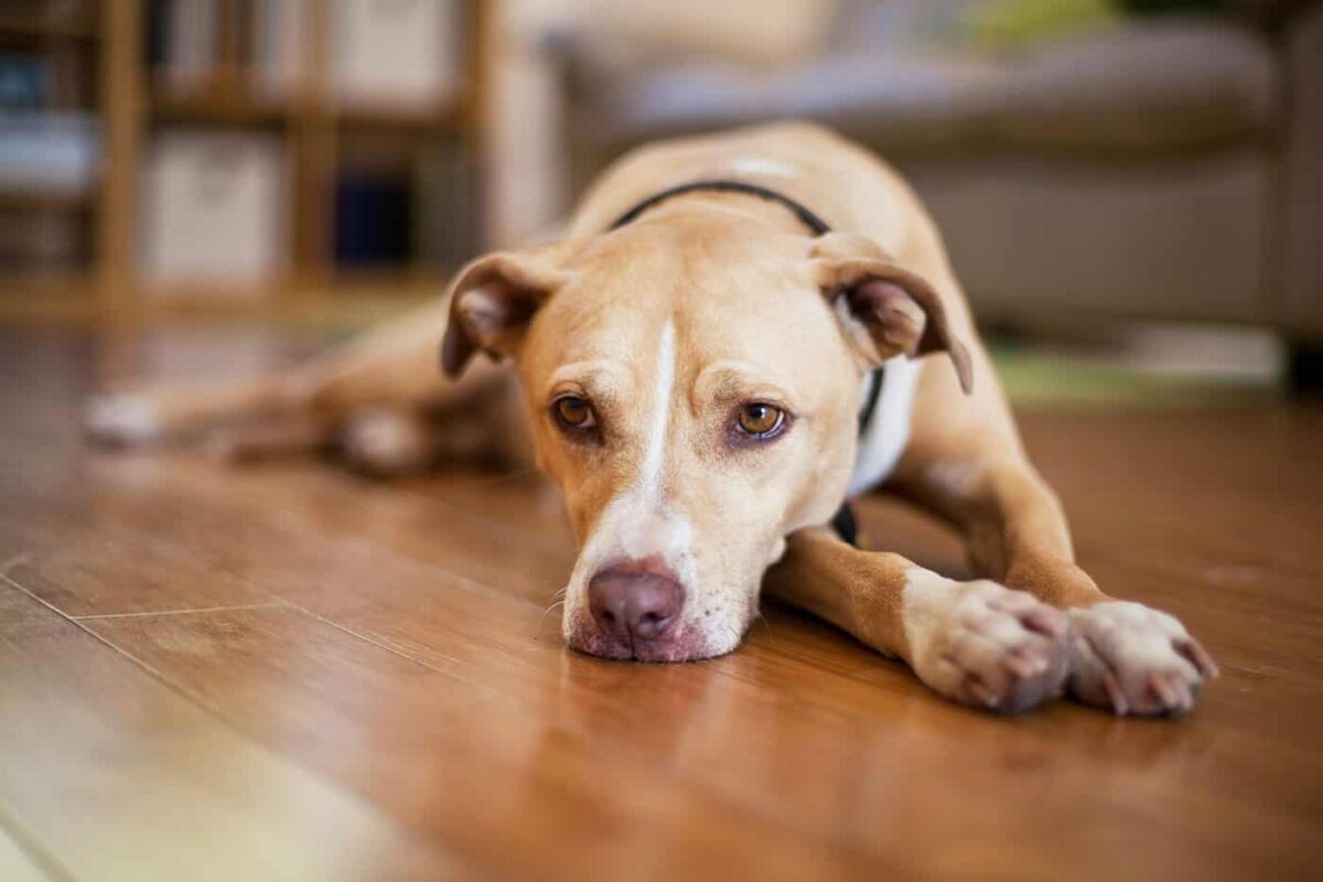 Απίστευτο: Κτηματομεσίτης πούλησε σπίτι σε σκύλο – Υπέγραψαν ακόμη και συμβόλαιο (βίντεο)