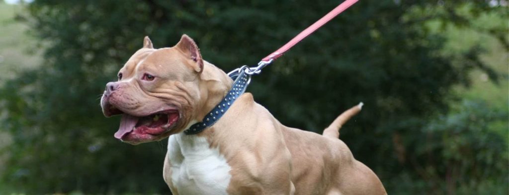 Βόλος: Πίτμπουλ κατασπάραξε αδέσποτο γατάκι σε παιδική χαρά (σκληρές εικόνες)