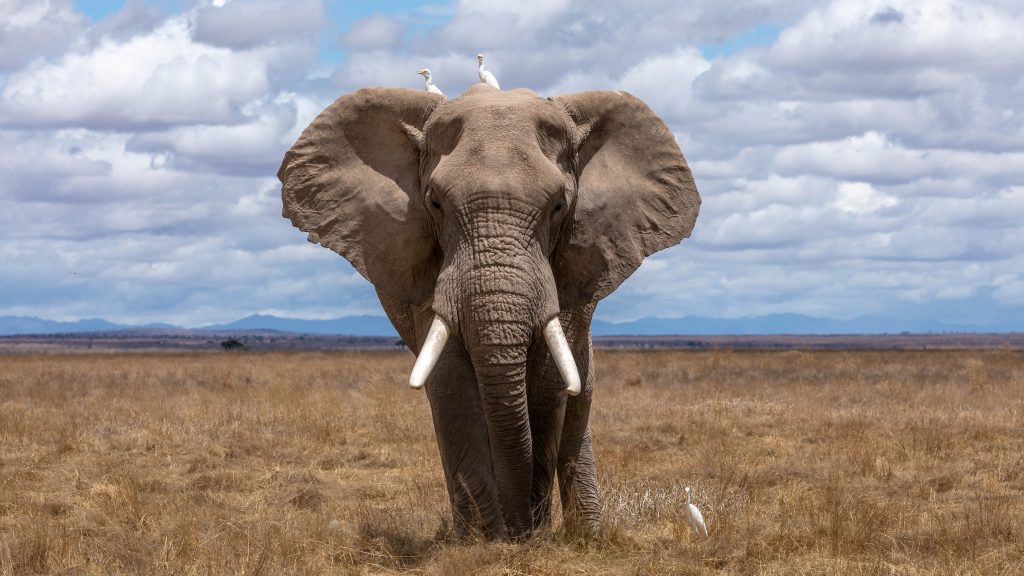Καμερούν: Τουλάχιστον δύο νεκροί από επίθεση ελεφάντων