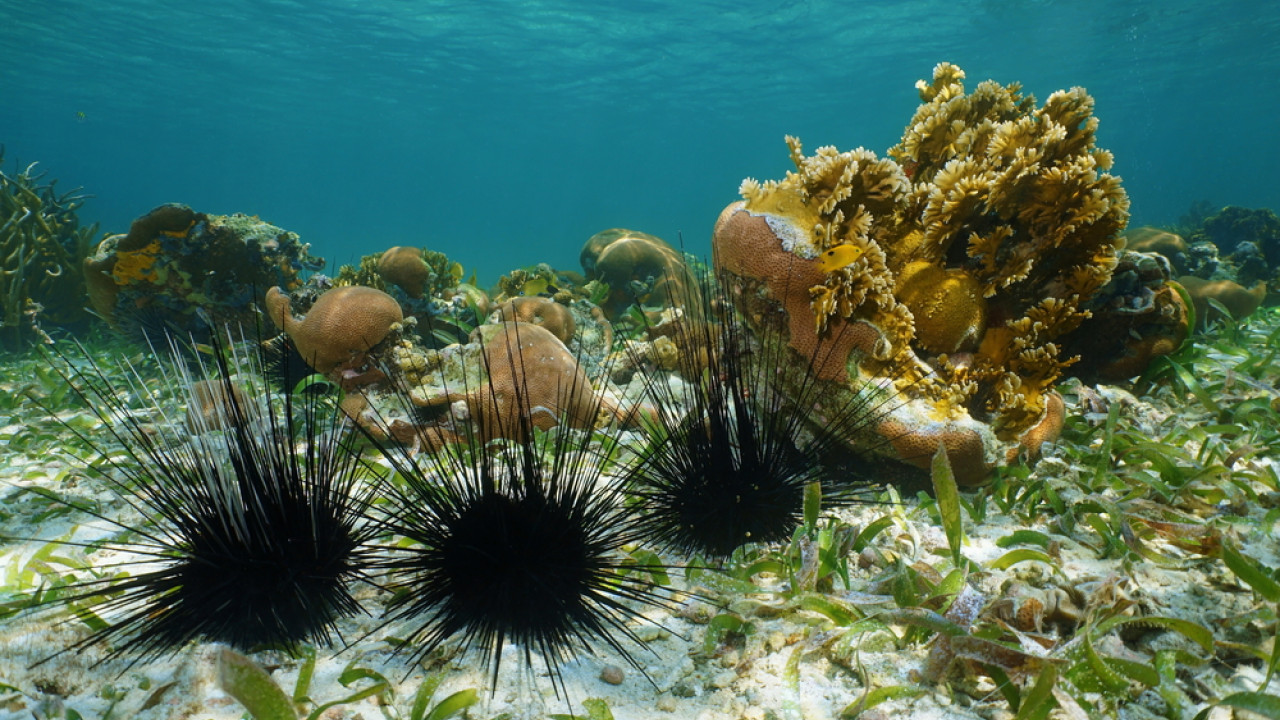 Επιδημία σκοτώνει τους αχινούς και βάζει σε κίνδυνο τους κοραλλιογενείς υφάλους στην Ερυθρά Θάλασσα
