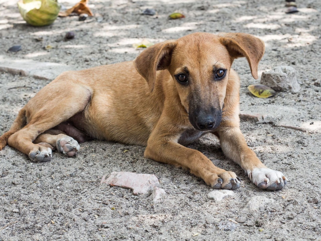 Κτηνωδία στον Τραγανό Ηλείας – Τουλάχιστον 15 σκυλιά θανατώθηκαν από φόλα
