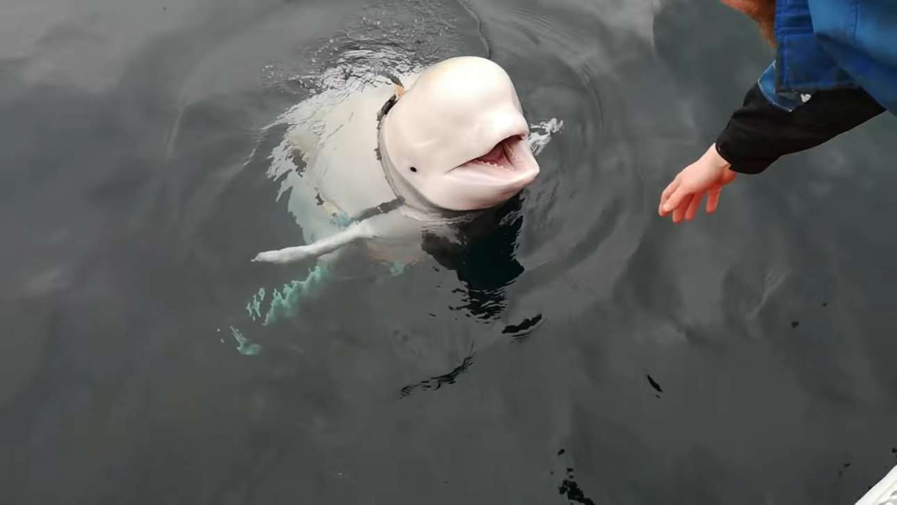 Νορβηγία: «Μην πλησιάζετε την “φάλαινα – κατάσκοπο” Χβάλντιμιρ»