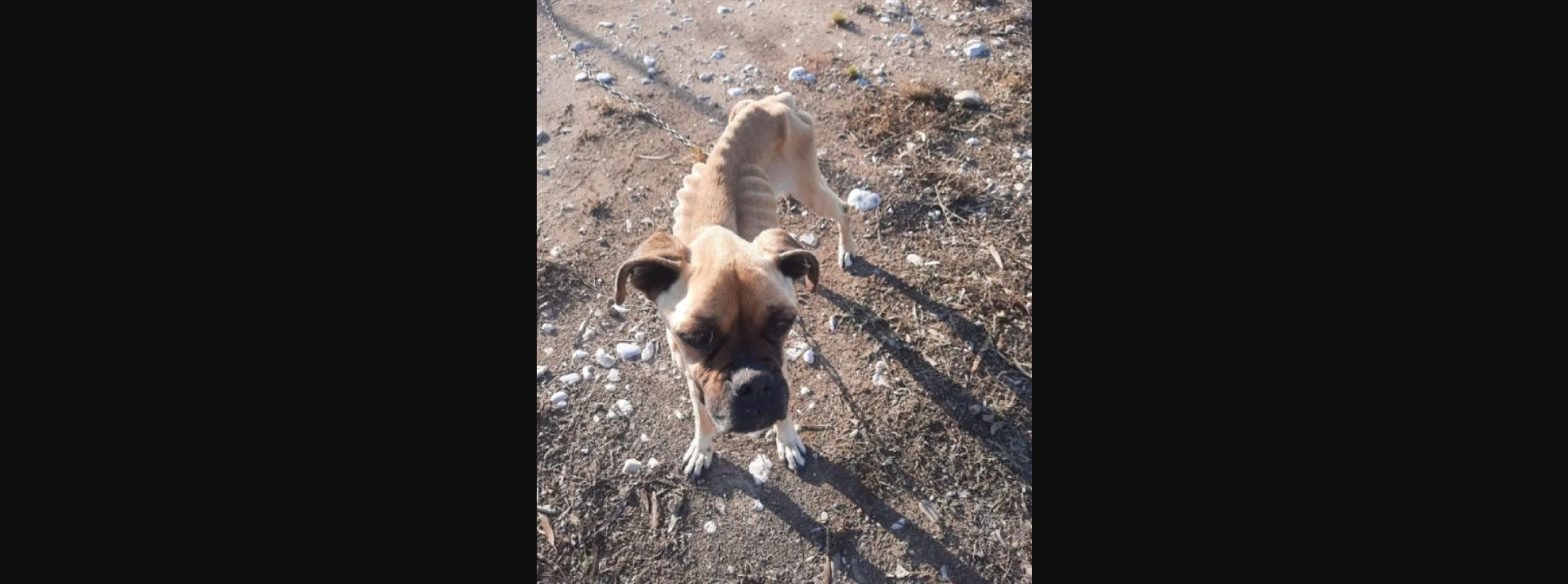 Ηλεία: Σκύλος βρέθηκε σκελετωμένος και αλυσοδεμένος (φωτο)