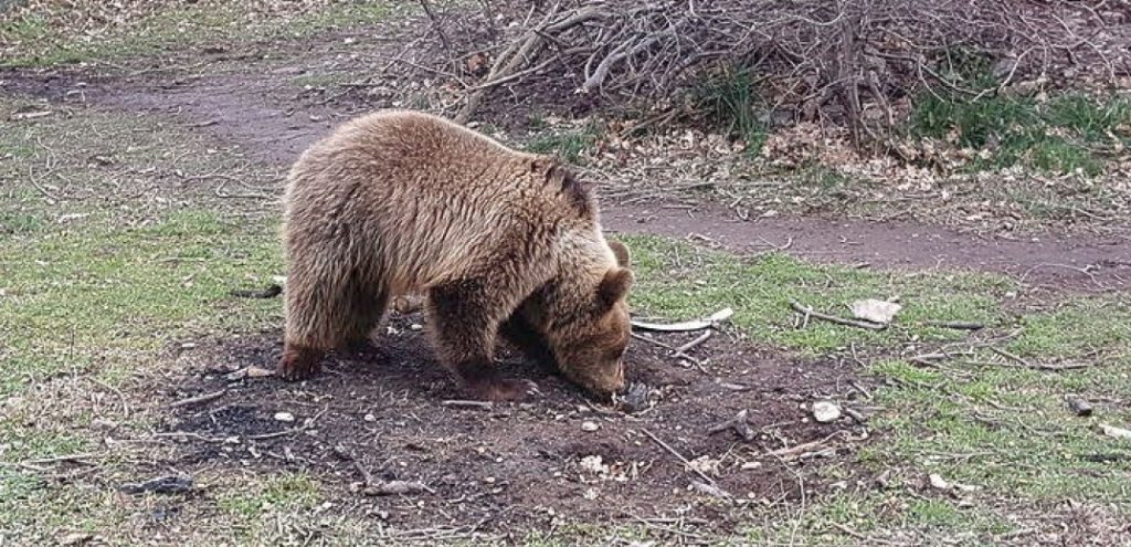 Θεσσαλονίκη: Αρκούδα έκανε «ταξίδι» από τη Χαλκιδική στη Θέρμη – Έκκληση του δήμου στους πολίτες