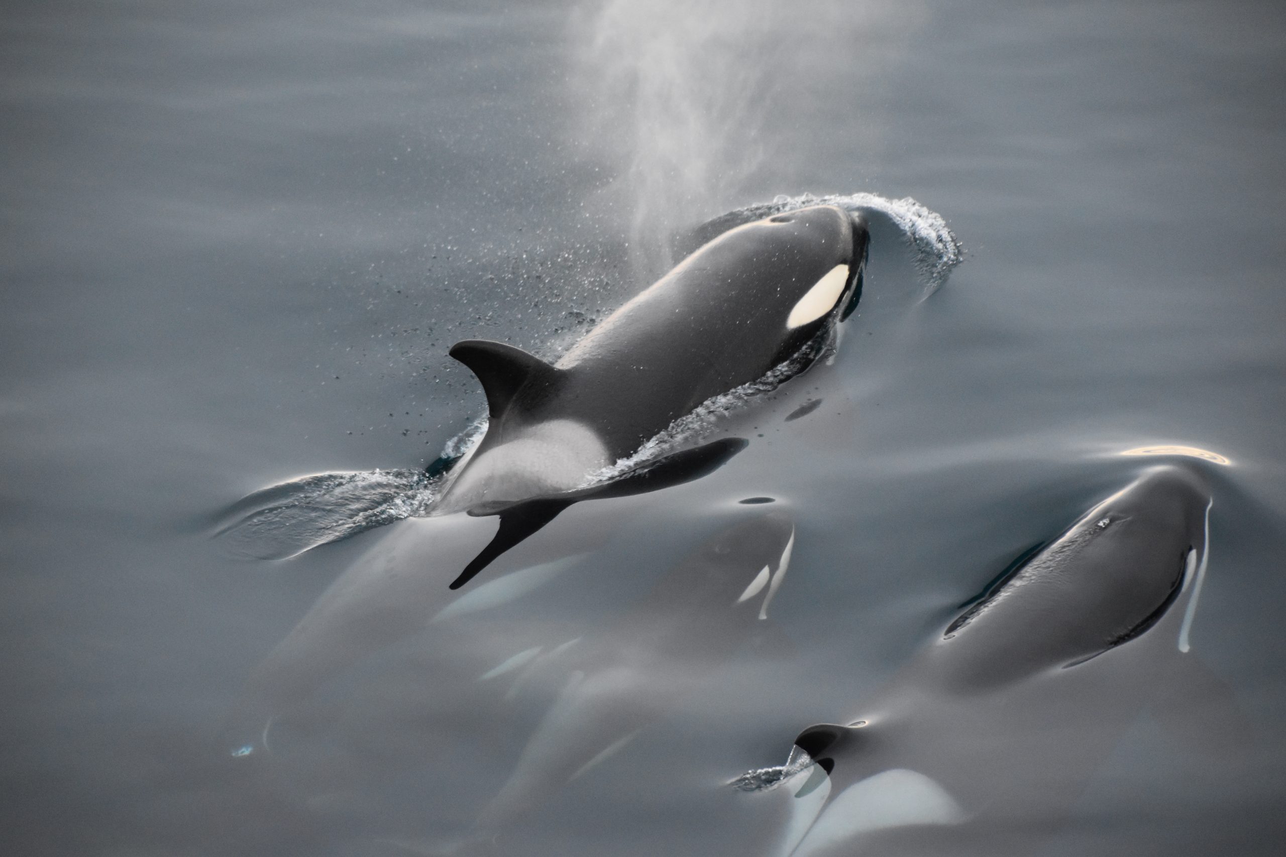 Ισπανία: Ιστιοφόρο 20 μέτρων δέχθηκε επίθεση από «φάλαινες-δολοφόνους»