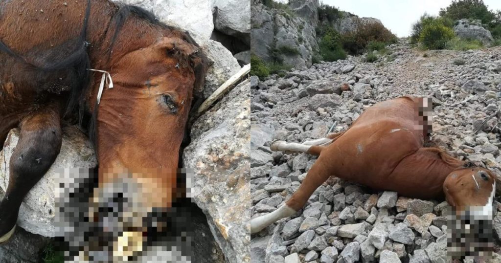 Πάρνηθα: «Τσιπαρισμένα» και τα δυο άλογα που βρέθηκαν νεκρά – Κοντά στα «ίχνη» του ιδιοκτήτη