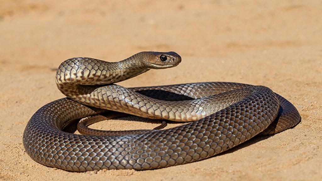 Ποια φίδια είναι επικίνδυνα στην Ελλάδα; – Τι να κάνετε αν σας δαγκώσουν