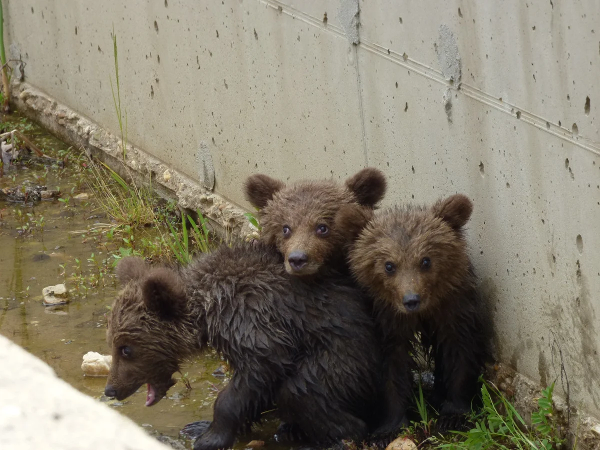 Φλώρινα: Οι αρχές έσωσαν τα τρία αρκουδάκια που είχαν εγκλωβιστεί σε φράγμα (βίντεο)