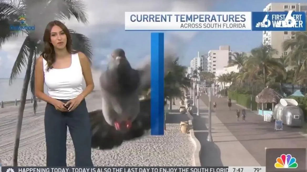 Μετεωρολόγος στις ΗΠΑ τρόμαξε από περιστέρι που έπεσε στην κάμερα και έγινε viral (βίντεο)