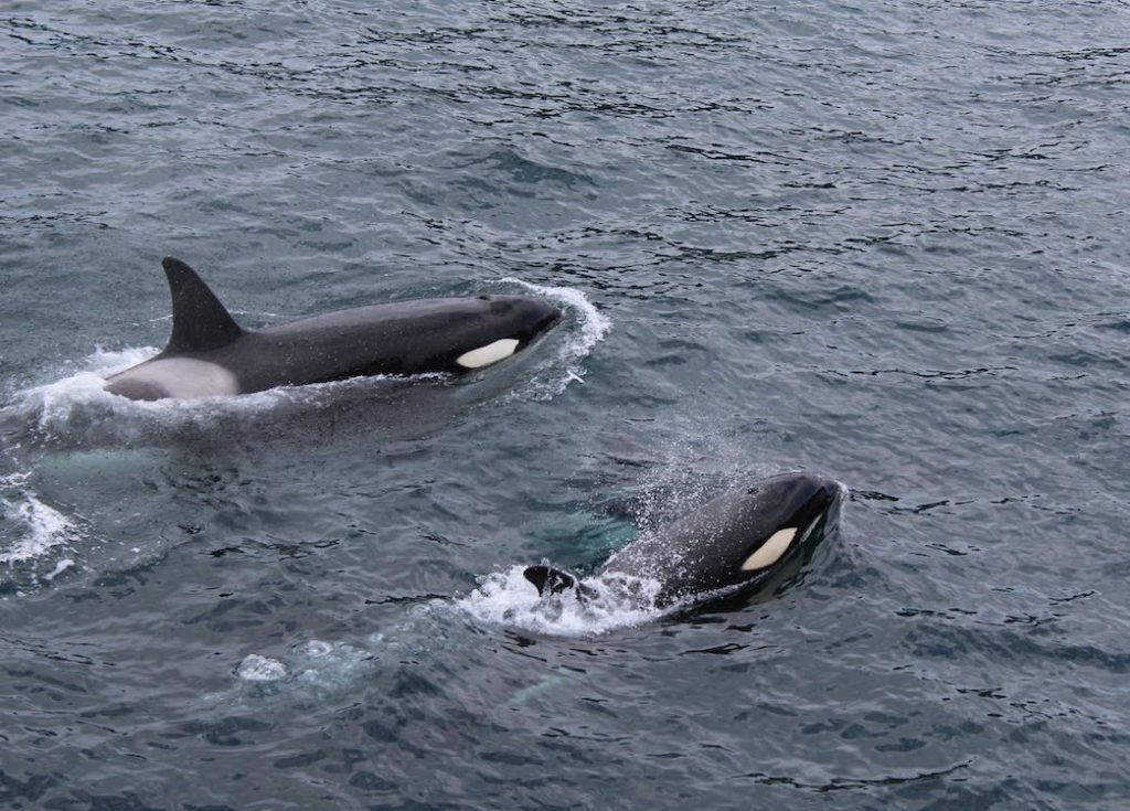 Όρκες φάλαινες επιτίθονται μαζικά σε ιστιοφόρα – Έχουν βυθίσει τρία σκάφη στην Ευρώπη