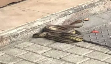 Λάρισα: Φίδι «έκοβε βόλτες» στο κέντρο της πόλης προκαλώντας αναστάτωση (φωτο)