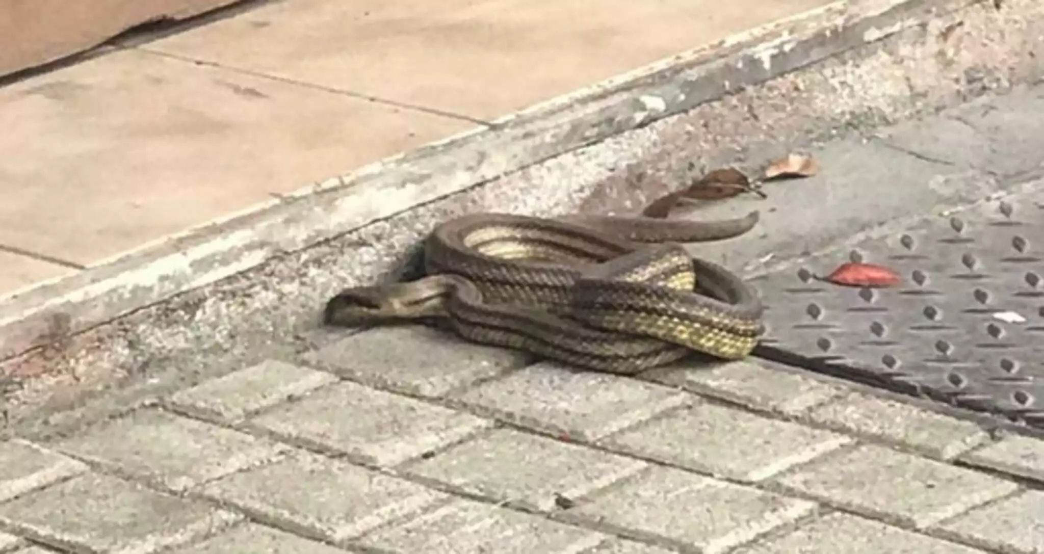 Λάρισα: Φίδι «έκοβε βόλτες» στο κέντρο της πόλης προκαλώντας αναστάτωση (φωτο)