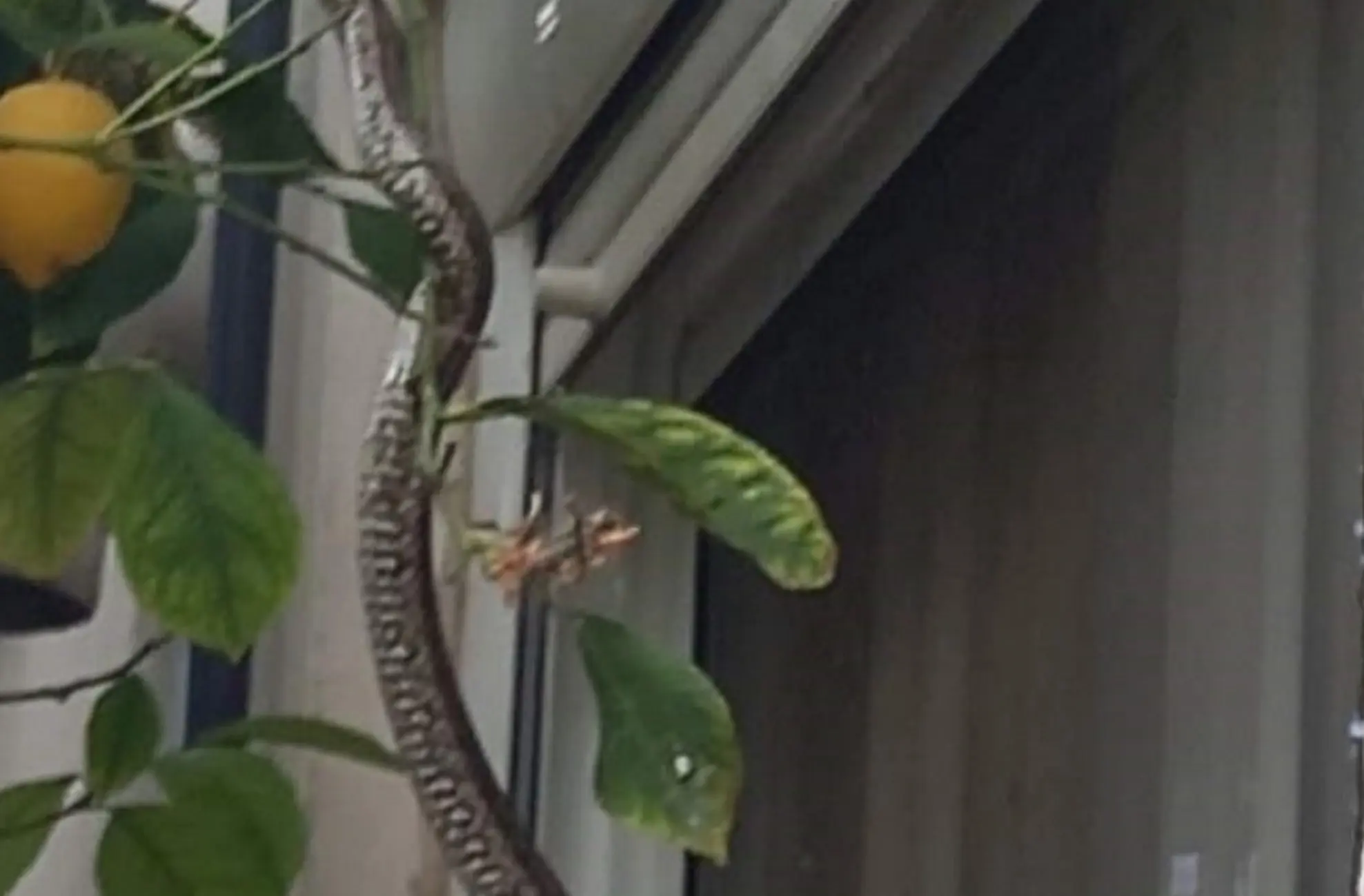 Τρόμος στο Μεσολόγγι: Φίδι σκαρφάλωσε σε παράθυρο σπιτιού την ώρα που έτρωγε οικογένεια (φωτο)