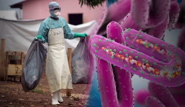 Νέος φονικός ιός ενόψει: Θα είναι 70% πιο θανατηφόρος από τον Covid-19