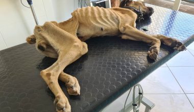 Ηλεία: Σε κρίσιμη κατάσταση ο σκύλος που βρέθηκε σκελετωμένος και αλυσοδεμένος – Έχει εξαντληθεί από την ασιτία