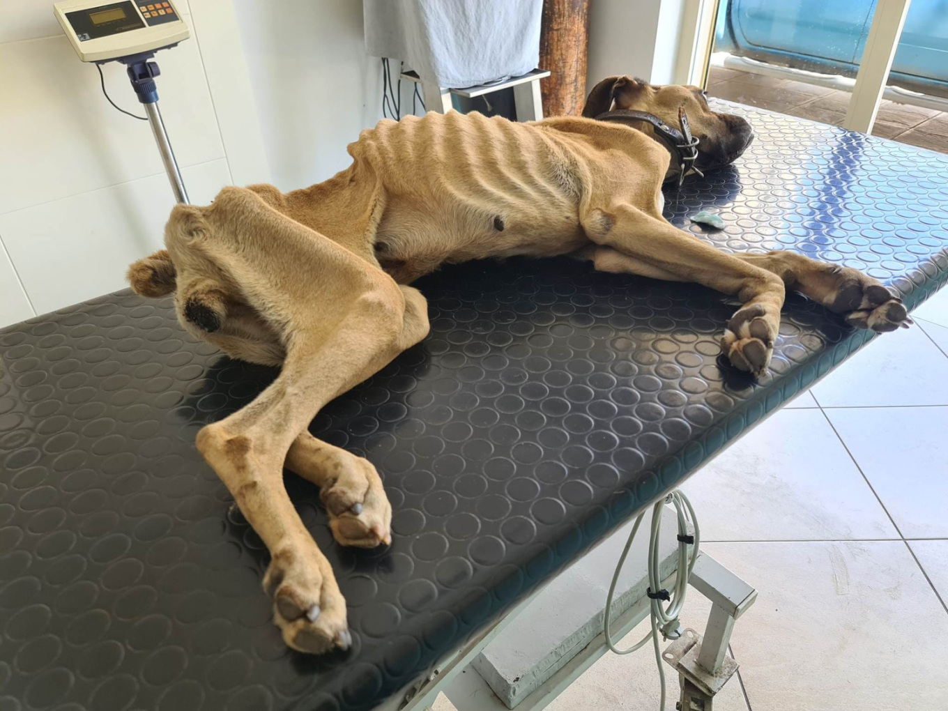 Ηλεία: Σε κρίσιμη κατάσταση ο σκύλος που βρέθηκε σκελετωμένος και αλυσοδεμένος – Έχει εξαντληθεί από την ασιτία