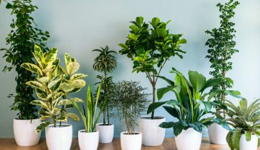 Νέα μελέτη: Τα φυτά εσωτερικού χώρου απομακρύνουν τις καρκινογόνες τοξίνες από τον αέρα σε μόλις 8 ώρες