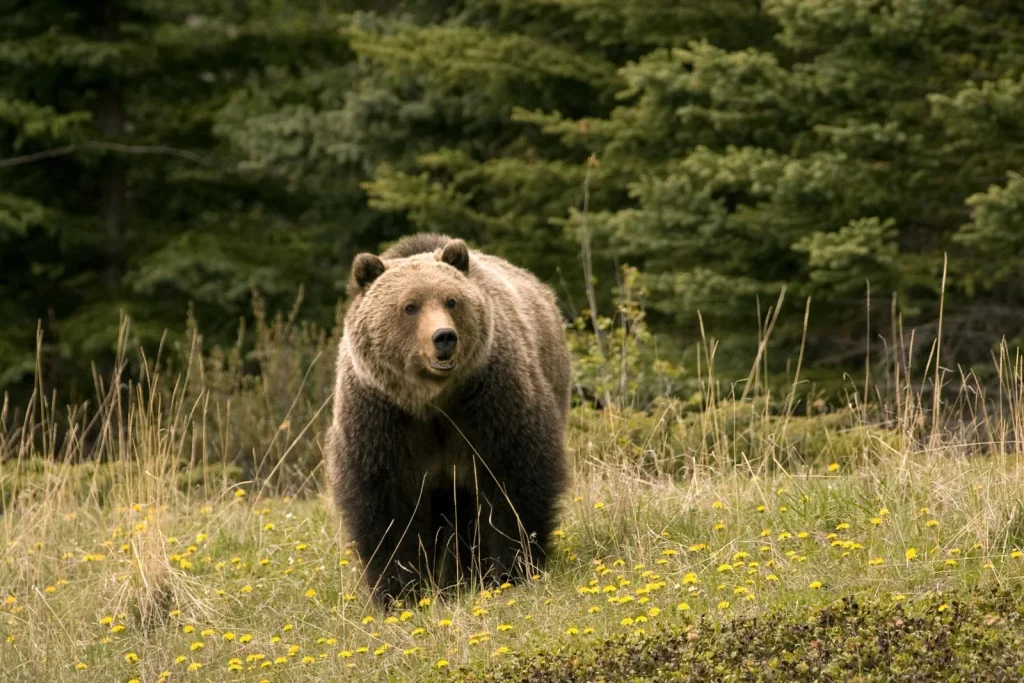ΗΠΑ: Ο έξυπνος τρόπος με τον οποίο έβγαλαν αρκούδα από το αυτοκίνητό τους (βίντεο)
