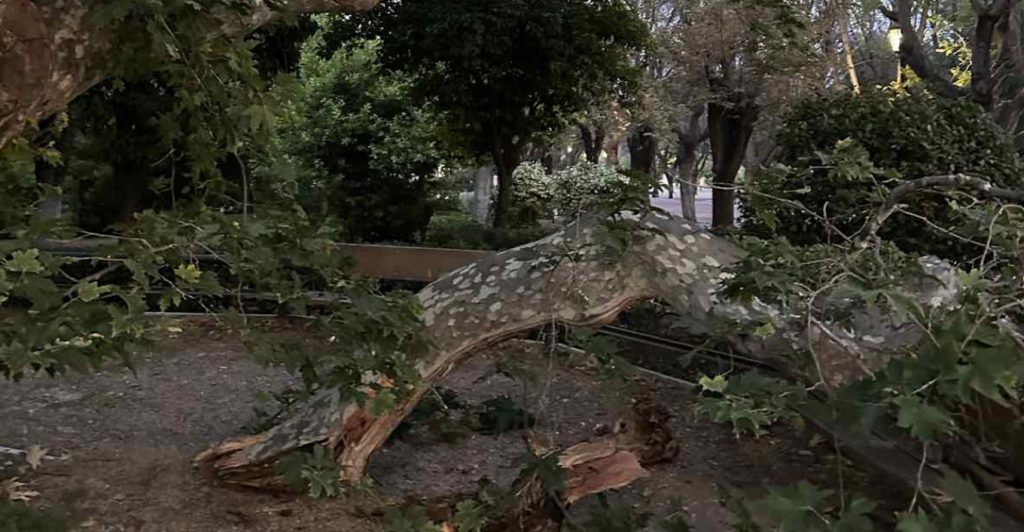 Παραλίγο τραγωδία στο Ζάππειο – Κλαδί καταπλάκωσε τρεις Καναδούς τουρίστες (φωτό)