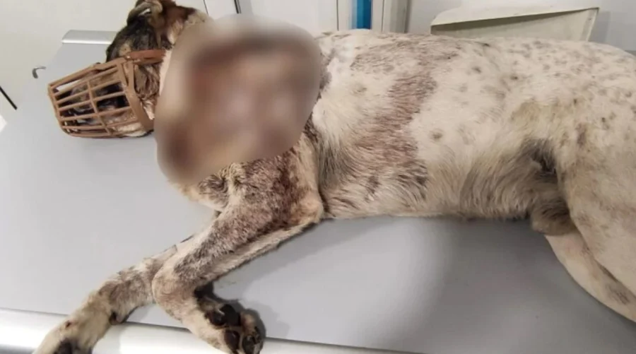 Κτηνωδία στον Βόλο: Πυροβόλησαν σκύλο εξ επαφής – Πάνω από 20 σκάγια στο σώμα του