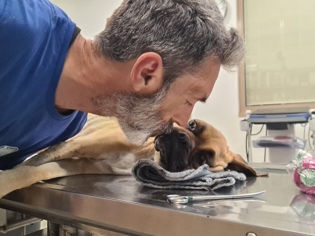 Θλίψη στην Ηλεία: Πέθανε η Νίκη – Ο σκύλος που είχε βρεθεί σκελετωμένος και αλυσοδεμένος (φωτό)