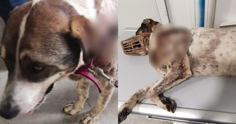 Οργή στον Βόλο: Ξεψύχησε ο σκύλος που πυροβολήθηκε – Είχε δεχτεί πάνω από 20 σκάγια (βίντεο)