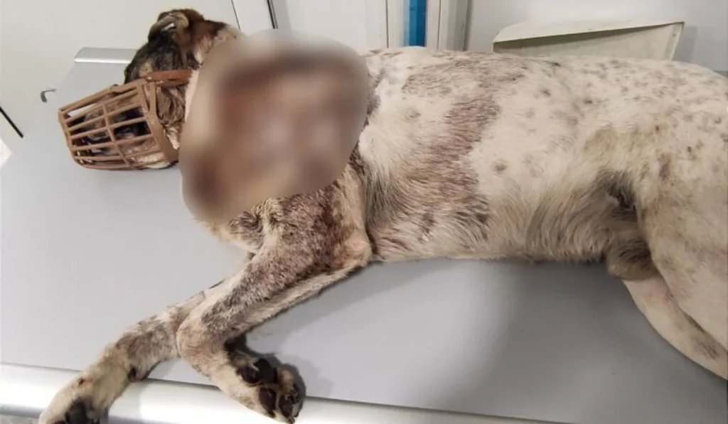 Βόλος: Δίνουν αμοιβή 300 ευρώ σε όποιον εντοπίσει τον άγνωστο που πυροβόλησε και σκότωσε τον αδέσποτο σκύλο