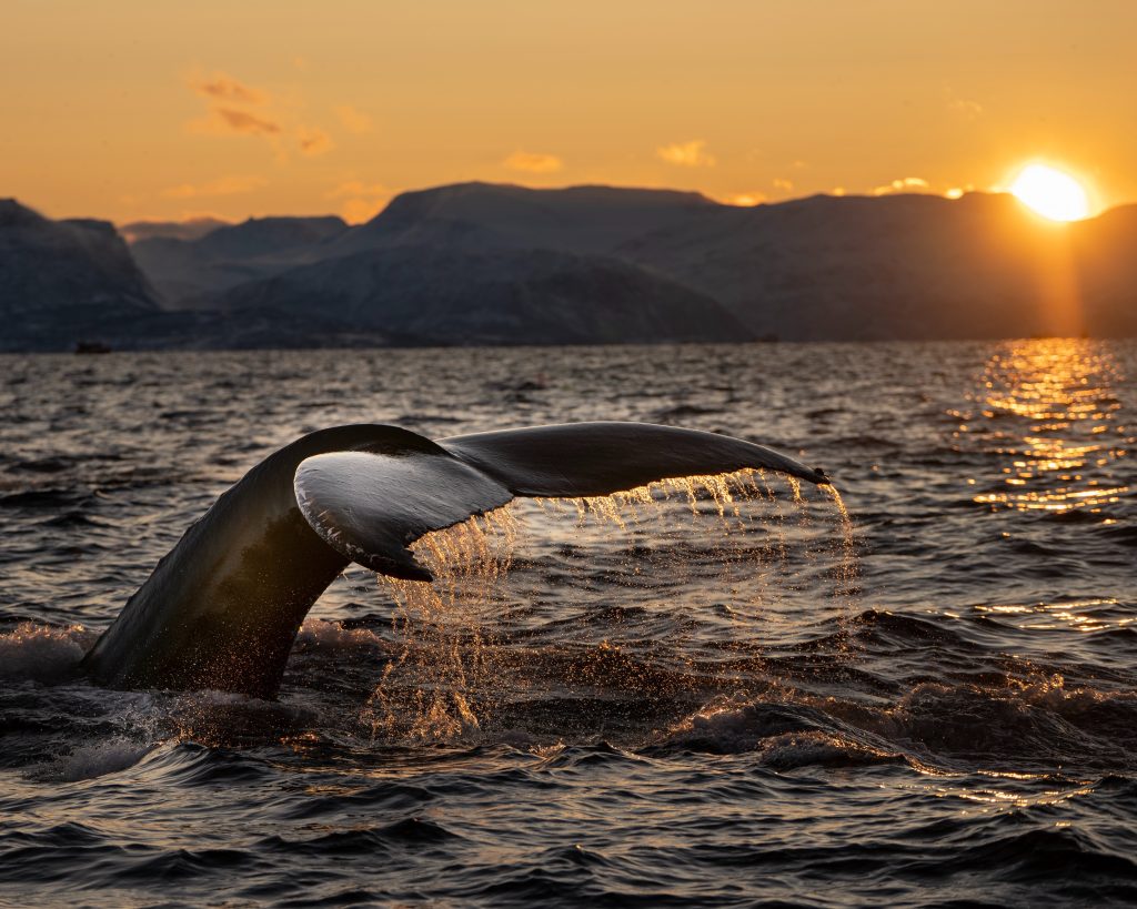 Εμφανίστηκε φάλαινα στη Μαρμαρίδα – Έμειναν άφωνοι οι τουρίστες (βίντεο)