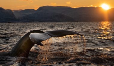 Εμφανίστηκε φάλαινα στη Μαρμαρίδα – Έμειναν άφωνοι οι τουρίστες (βίντεο)