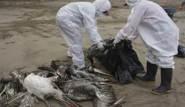 Μυστήριο στη Χιλή: Χιλιάδες νεκρά πουλιά σε παραλίες της χώρας (βίντεο)
