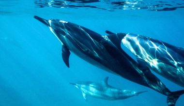 Αιγαίο: Έντονη ανησυχία για τα νεκρά δελφίνια – O ρόλος της Τουρκίας