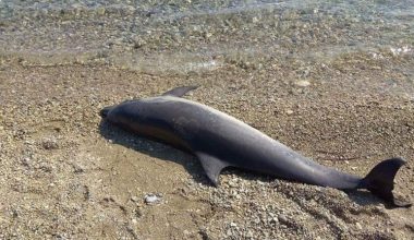 Κόρινθος: Ξεβράστηκε νεκρό το δελφίνι που είχε χάσει τον προσανατολισμό του (βίντεο)