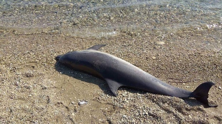 Κόρινθος: Ξεβράστηκε νεκρό το δελφίνι που είχε χάσει τον προσανατολισμό του (βίντεο)