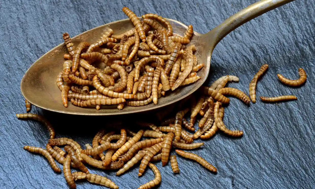 Το Πανεπιστήμιο Θεσσαλίας αποφάσισε να ασχοληθεί με την δημιουργία σνακ από… έντομα για το εμπόριο