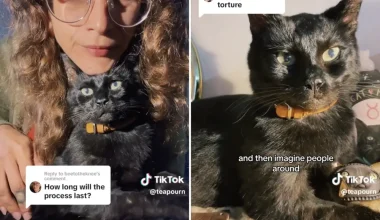 TikToker βαλσάμωσε τη γάτα της για να την έχει πάντα μαζί της (βίντεο)