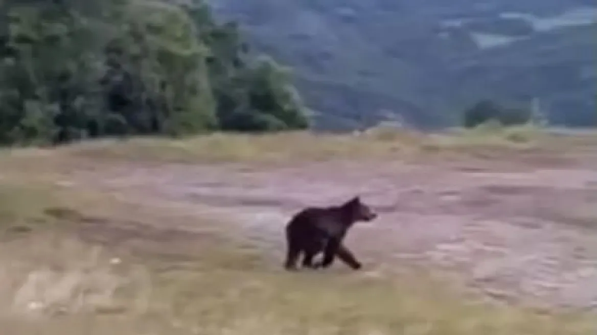 Σπάνιο θέαμα στα Γρεβενά: Αρκούδα… περιφερόταν σε στάση ΚΤΕΛ (βίντεο)