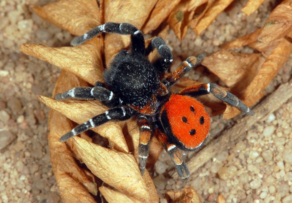 Στη Γαύδο εμφανίστηκε η σπάνια αράχνη-πασχαλίτσα – Μέχρι τον άλλο μήνα θα έχει εξαφανιστεί (βίντεο)