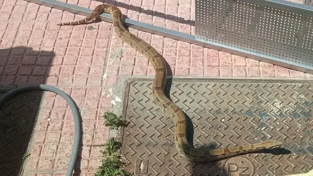 Σάμος: Βόας εμφανίστηκε στο Καρλόβασι και προκάλεσε αναστάτωση