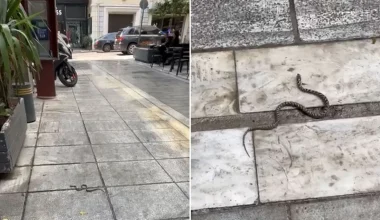 Oχιά εντοπίστηκε να «κόβει» βόλτες και στο κέντρο της Αθήνας στο Κολωνάκι (βίντεο)