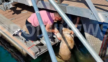 Νέα κτηνωδία στη Καβάλα: Σκύλος κατέληξε στη θάλασσα μετά από κλωτσιά