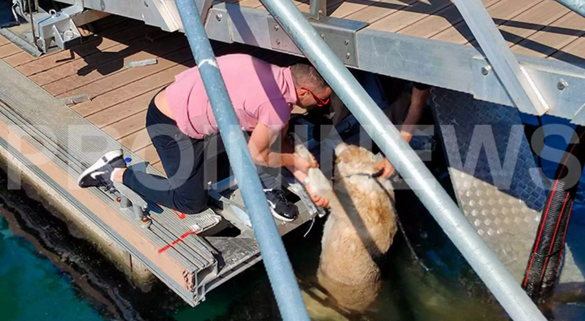 Νέα κτηνωδία στη Καβάλα: Σκύλος κατέληξε στη θάλασσα μετά από κλωτσιά