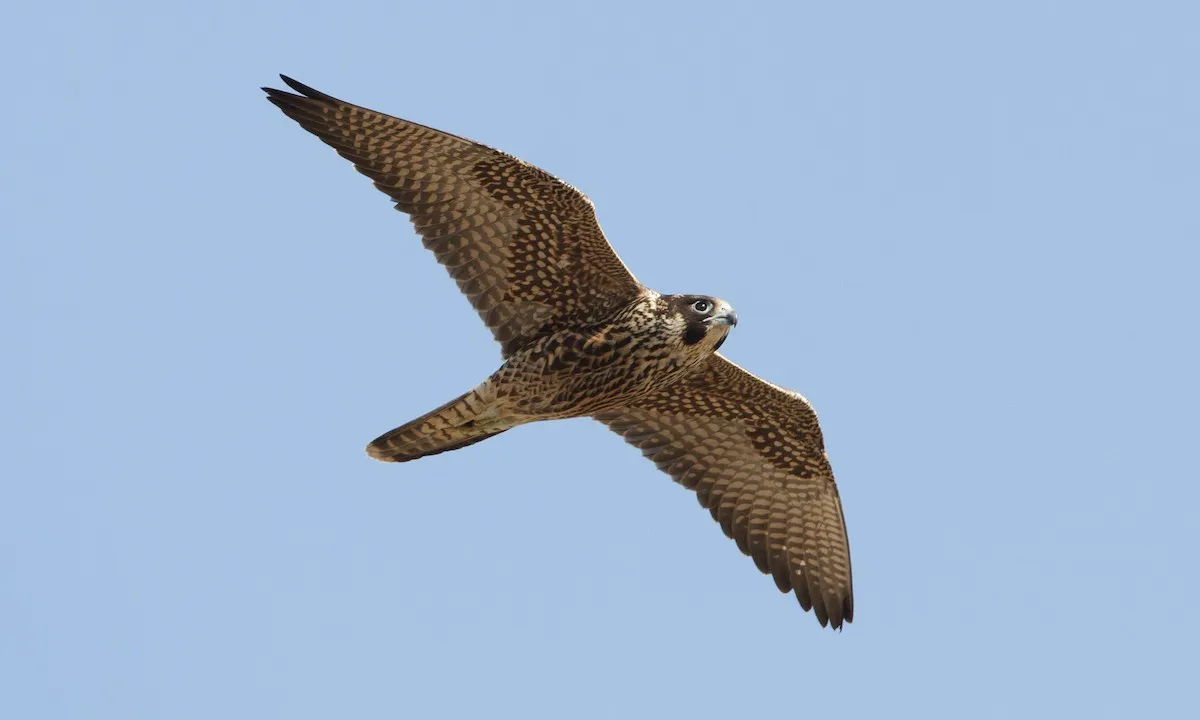 Λιμενικός εντόπισε και έσωσε τραυματισμένο γεράκι – Το παρέδωσε στην «ΑΝΙΜΑ» (φώτο)