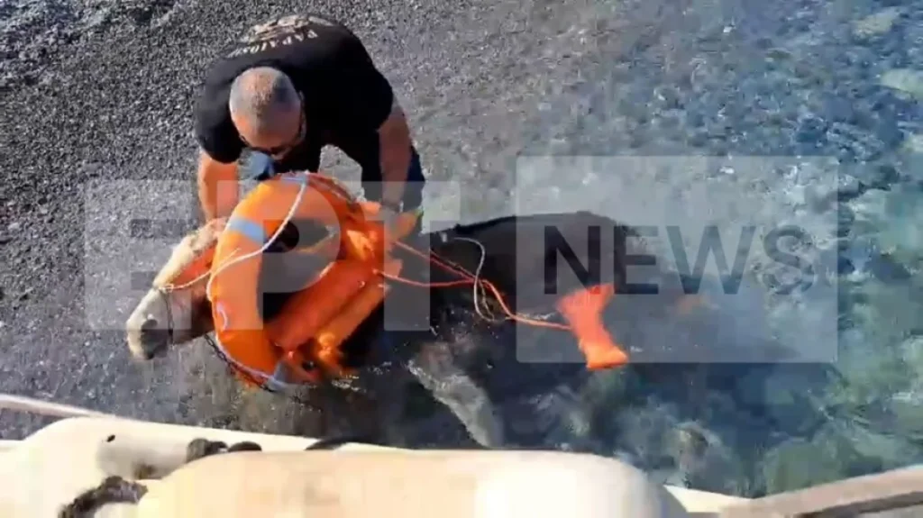 Κάρπαθος: Διέσωσαν μέσα από τη θάλασσα δύο γαϊδούρια από απόκρημνη και ερημική παραλία