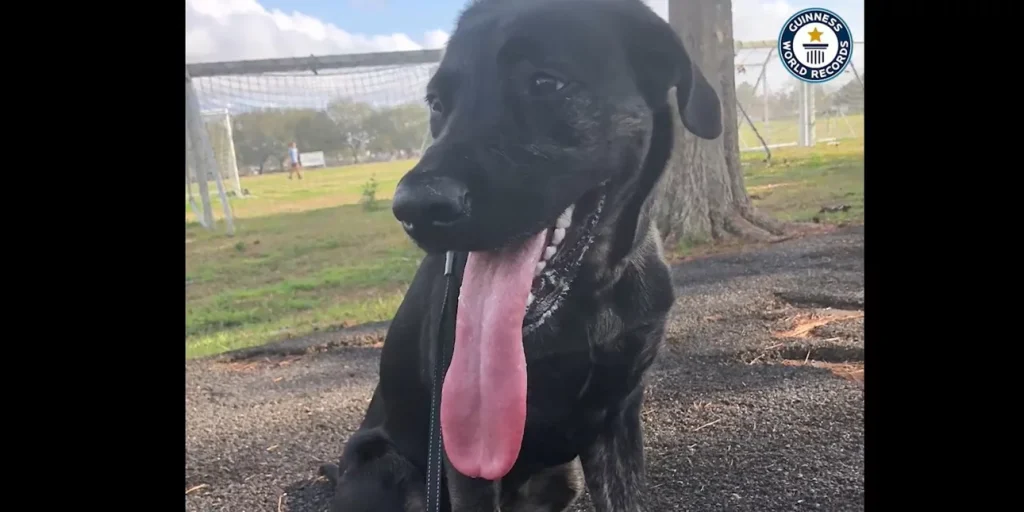 Αυτός είναι ο σκύλος με τη μακρύτερη γλώσσα στον κόσμο – Κατέκτησε το ρεκόρ Guinness